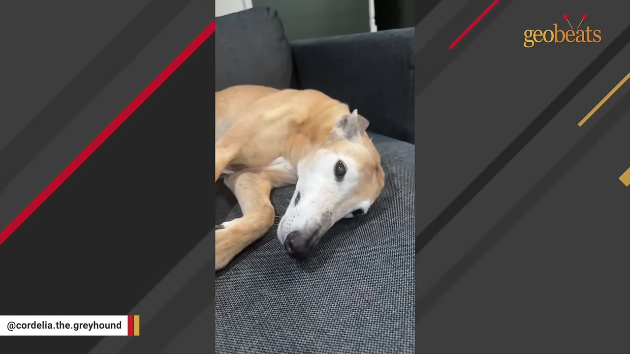 A tan greyhound dog lies on a dark grey couch, resting its head sideways and looking towards the camera.
