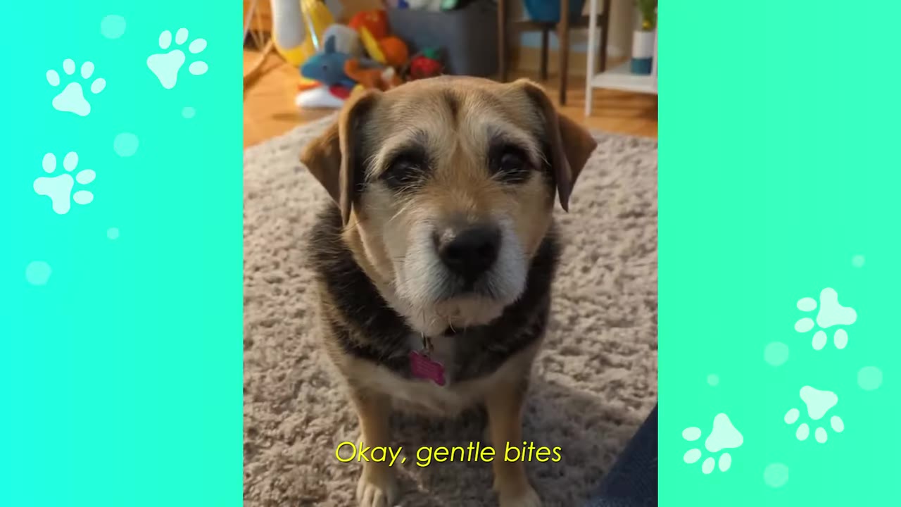 A medium-sized, scruffy brown and black dog sitting on a grey rug, looking directly at the camera with a gentle expression.