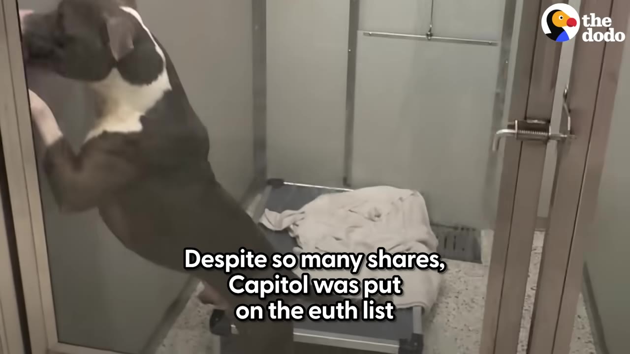 A black and white dog stands on its hind legs inside a shelter kennel, leaning against the glass door.
