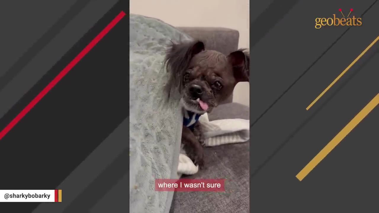 A small, dark-furred dog with its tongue sticking out peeks from underneath a grey blanket on a couch.