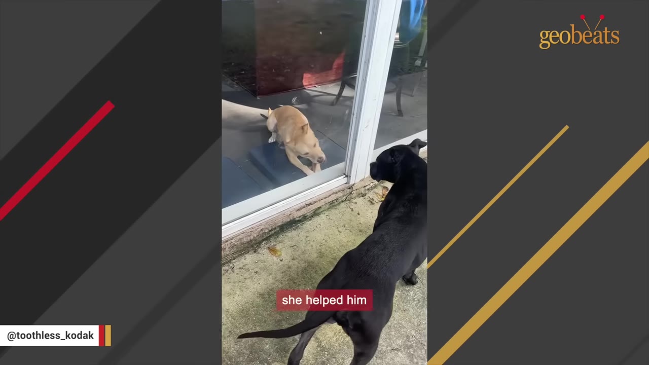 A black dog stands outside a glass door, looking in at a tan dog sitting on a blue mat inside.