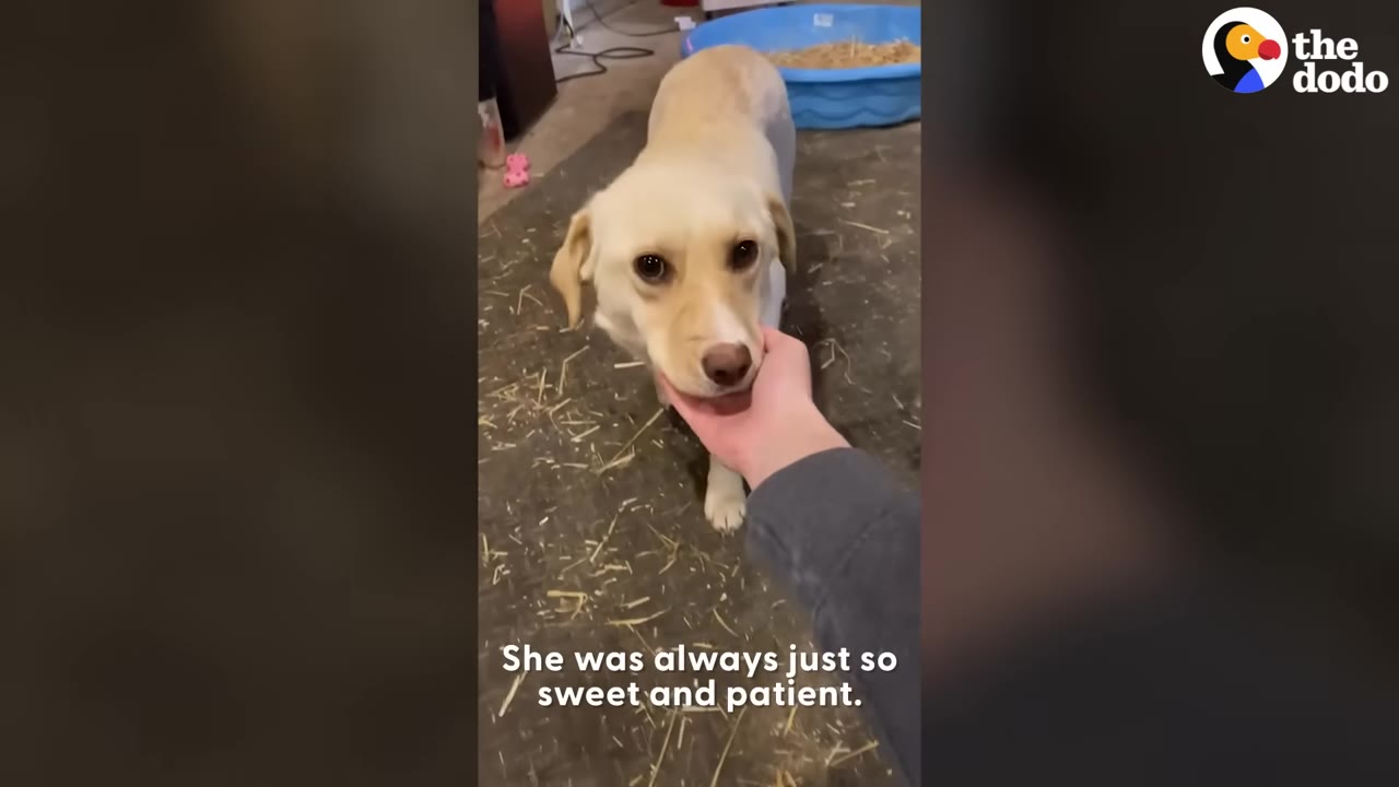 A light-colored dog stands calmly while a person gently cradles her chin in their hand.