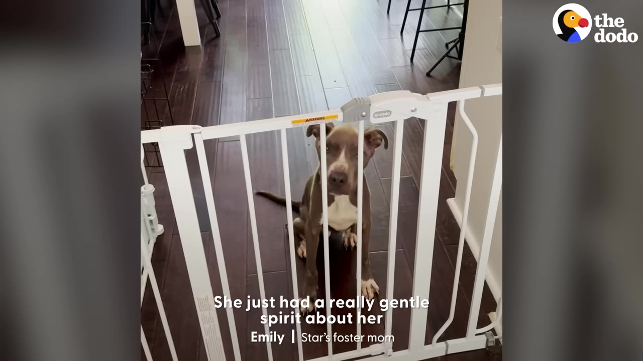 A brown and white dog sits calmly behind a white pet gate on a dark wood floor, looking directly at the camera with a gentle expression.