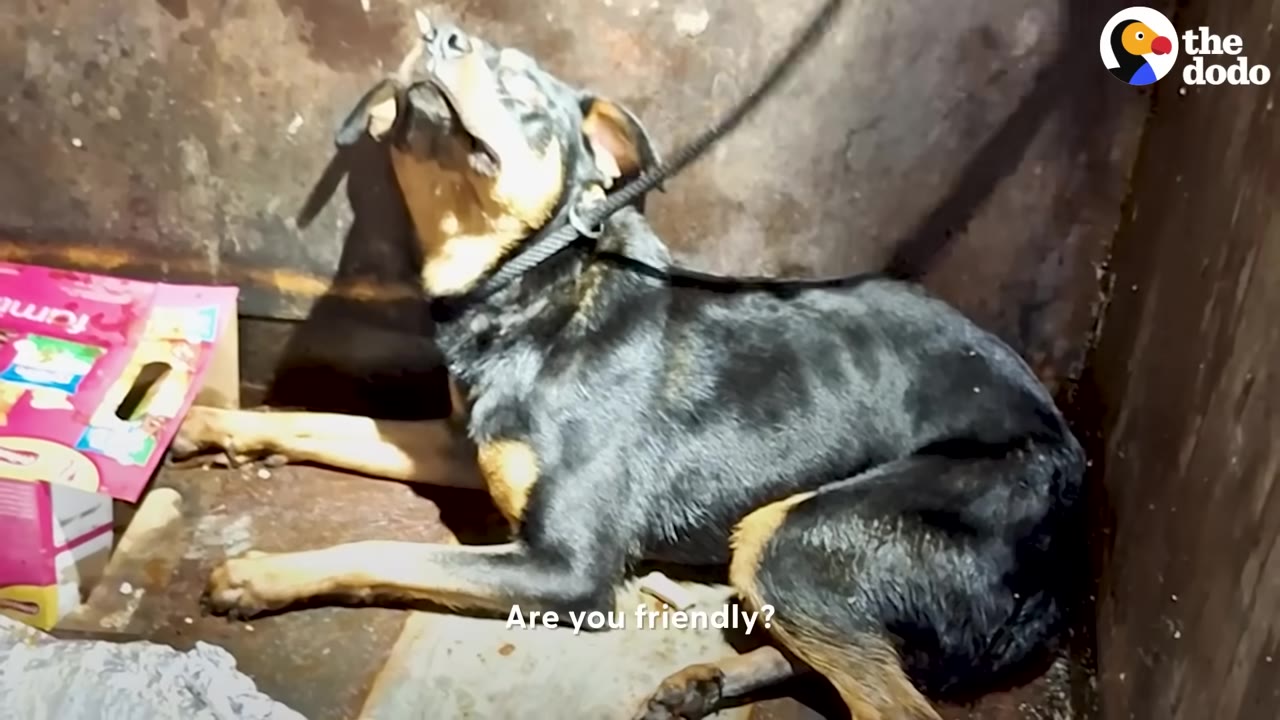 A black and tan dog sits inside a dumpster with a black slip lead secured around its neck, looking up towards the rescuer.
