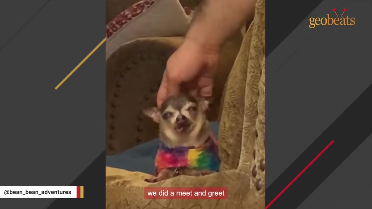 A small chihuahua wearing a colorful tie-dye shirt is gently petted on the head by a person's hand during a meet and greet.