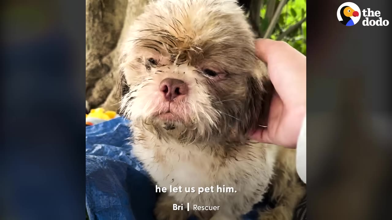 A close-up of a small, scruffy, light-colored dog being gently petted on the side of its head by a human hand.