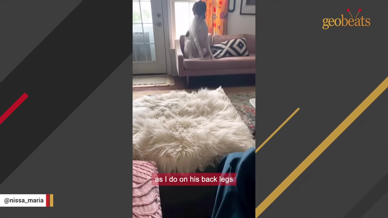 A large black and white dog sitting upright on a pink couch in a living room.