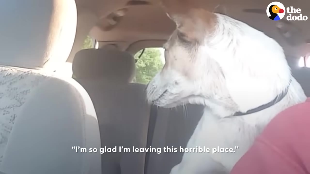 A white dog with brown patches on its ears sits in the back of a car, leaning its body gently against a person wearing a pink shirt.