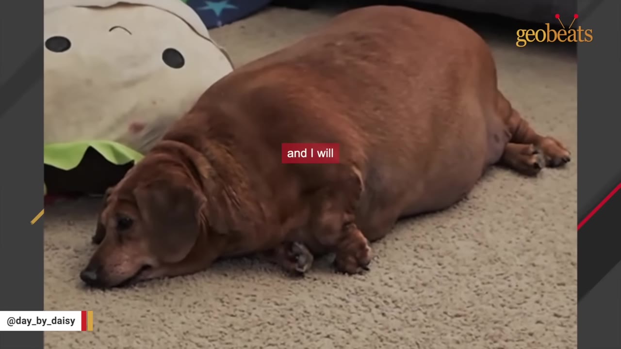 An extremely overweight brown dachshund lies on a beige carpet next to a plush toy, looking sad.