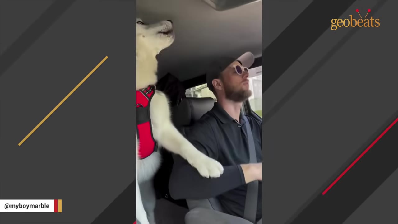 A fluffy white and grey dog wearing a red harness gently rests its paw on the arm of a man wearing sunglasses and a baseball cap inside a car.