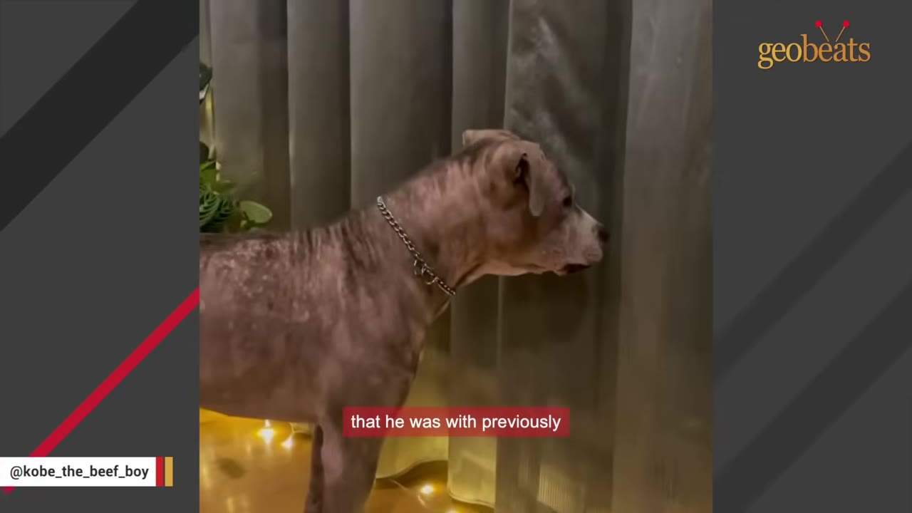 A grey pit bull mix wearing a metal chain collar stands in profile, looking towards a grey curtain.