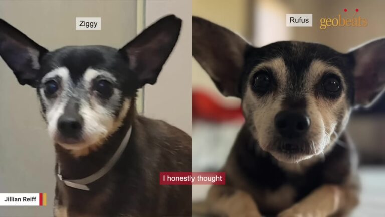 California Family Adopts Their Late Dog’s Lookalike, Then A DNA Test Leaves Them Speechless