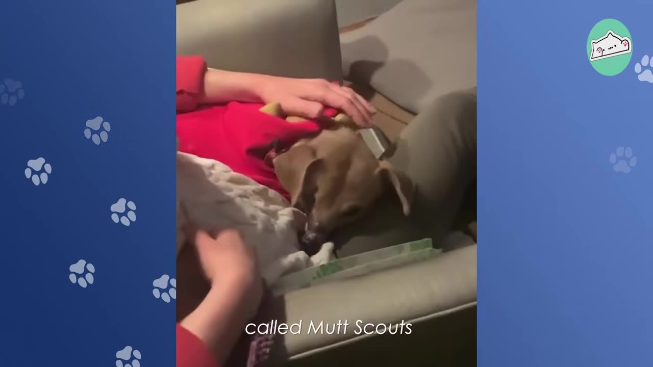 A small brown dog rests peacefully on a person's lap while being gently petted.