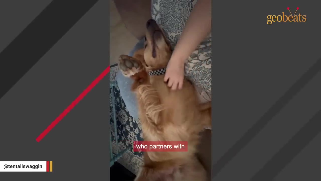 A golden retriever wearing a checkered collar lies on its back while being gently petted by a person.