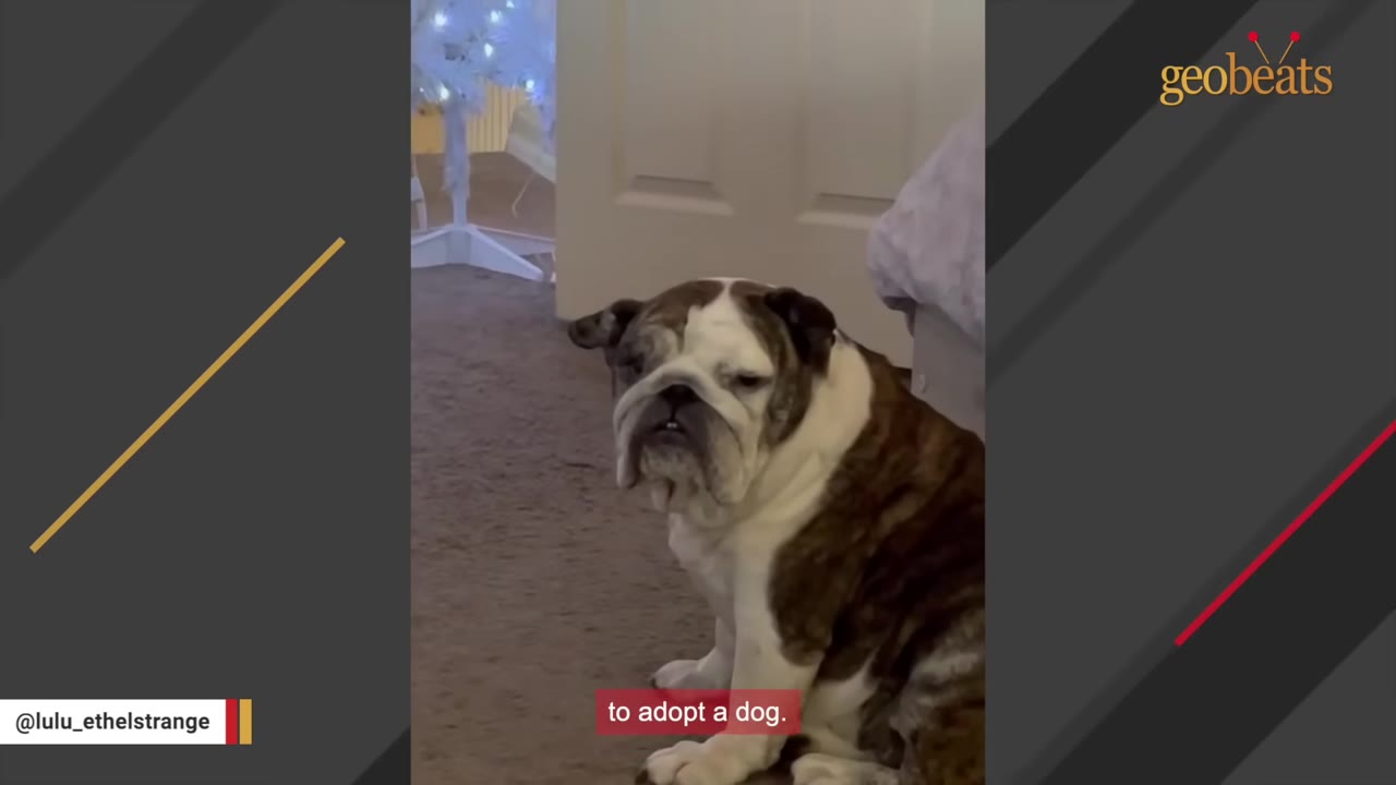An older English bulldog with a sad expression sits on a carpeted floor indoors.