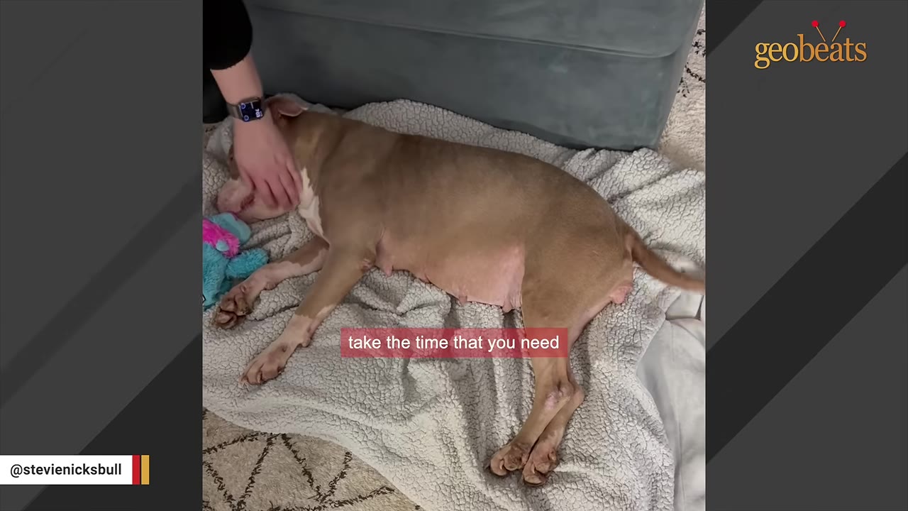 A person's hand gently pets a tan and white dog lying on a soft blanket next to a blue toy.