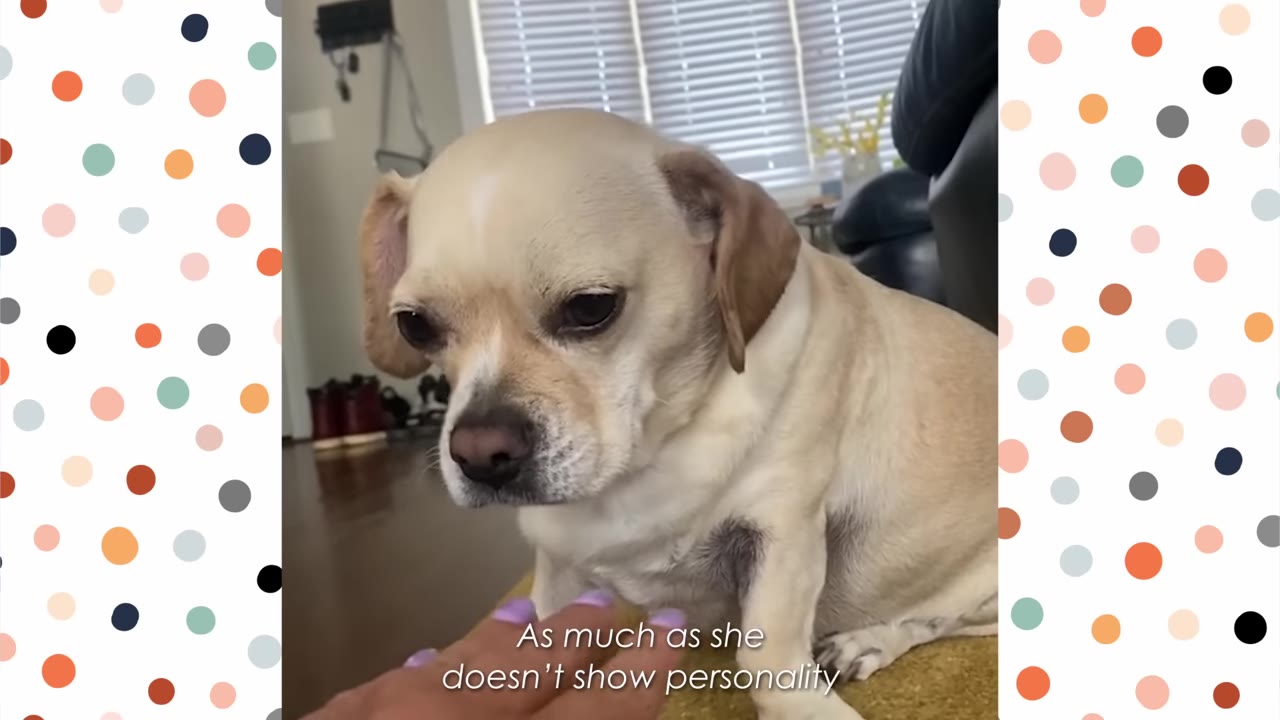 A small, light-colored dog sitting on a yellow rug with a grumpy expression, looking down as a hand with purple nail polish reaches towards it.