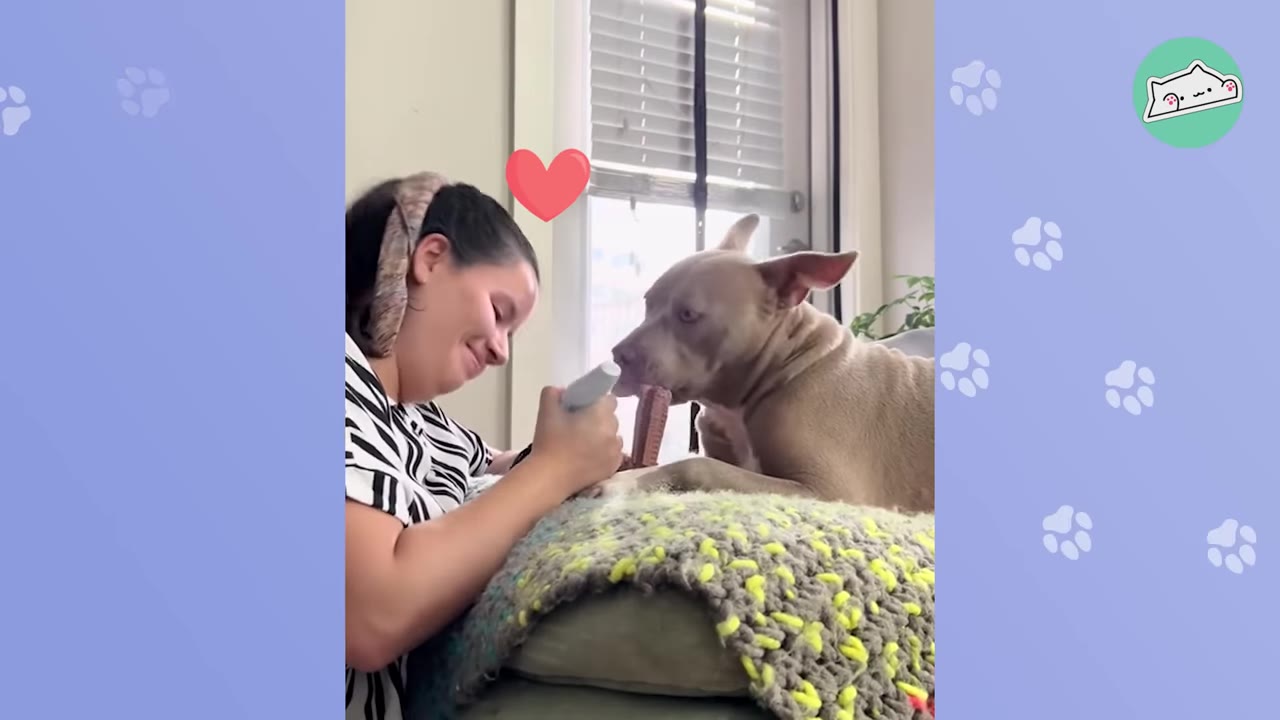 A smiling woman looks lovingly at a light brown pit bull dog resting on a green and yellow knit blanket.