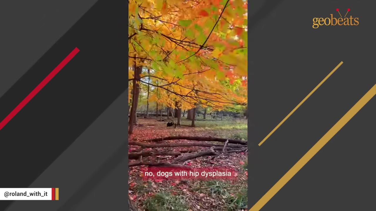 A black and white dog stands in a forest with vibrant autumn foliage, with a caption reading 'no, dogs with hip dysplasia'.