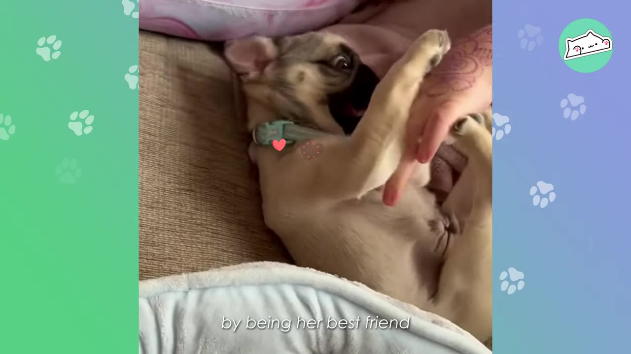 A light-colored pug puppy lies on its back on a couch, playfully interacting with a person's hand.