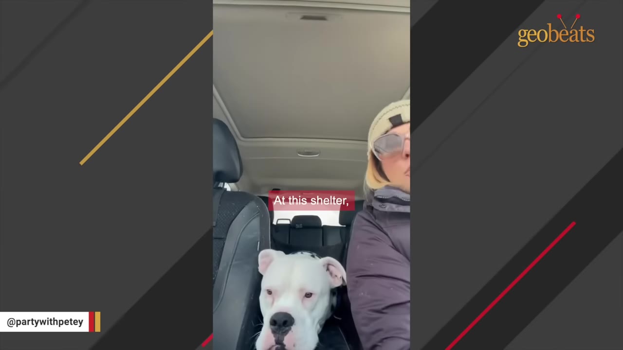 A white dog named Petey sits in the back seat of a car next to a woman wearing sunglasses and a beanie, with a text overlay that reads 'At this shelter,'.