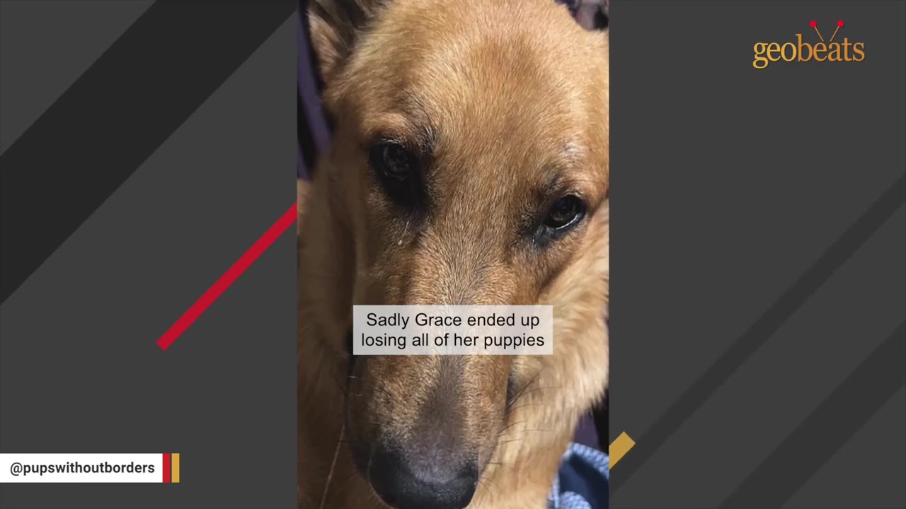 A close-up of a brown dog named Grace looking sad, with text overlay reading 'Sadly Grace ended up losing all of her puppies'.