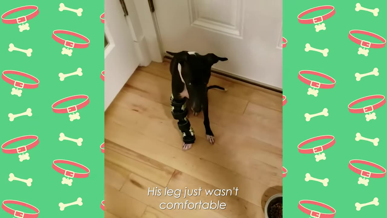 A black and white dog sitting on a wooden floor wearing a black and yellow brace on its front leg.
