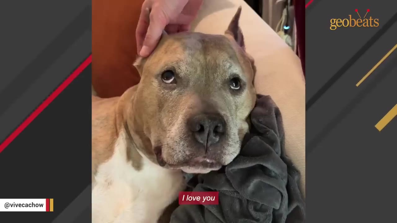 A close-up of a light brown and white pit bull-type dog looking up with expressive eyes as a hand gently pets its head.