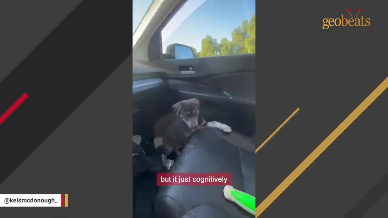 A small grey puppy sits on the passenger seat of a car, looking forward with a quiet expression.
