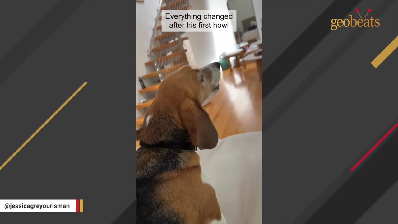 A beagle dog tilts its head up to howl inside a home with wooden floors and stairs in the background.