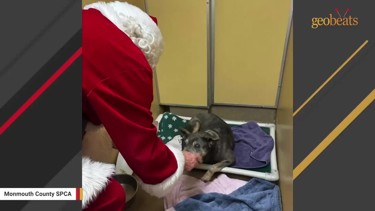 A person dressed as Santa Claus gently pets a small, dark-furred dog lying on a blanket inside a shelter kennel.