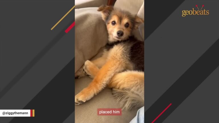 Senior Dog Was Abandoned In Texas With A Bare Tail Before A Vet Made One Unbelievable Prediction