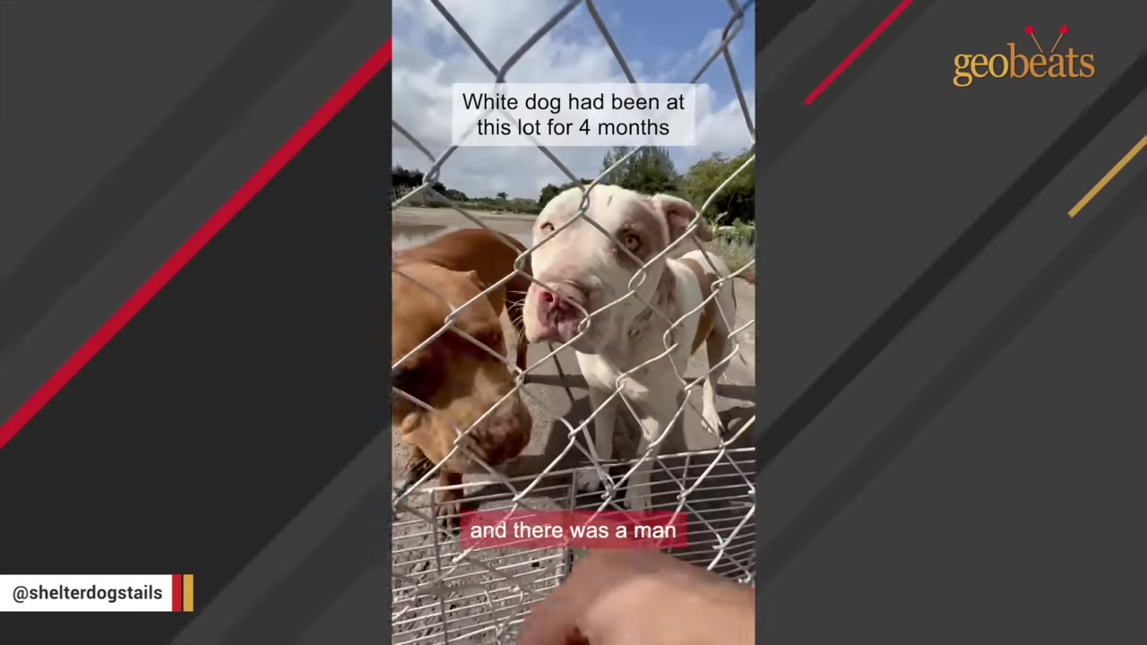 A white dog and a brown dog stand behind a chain-link fence, looking through the wire mesh.