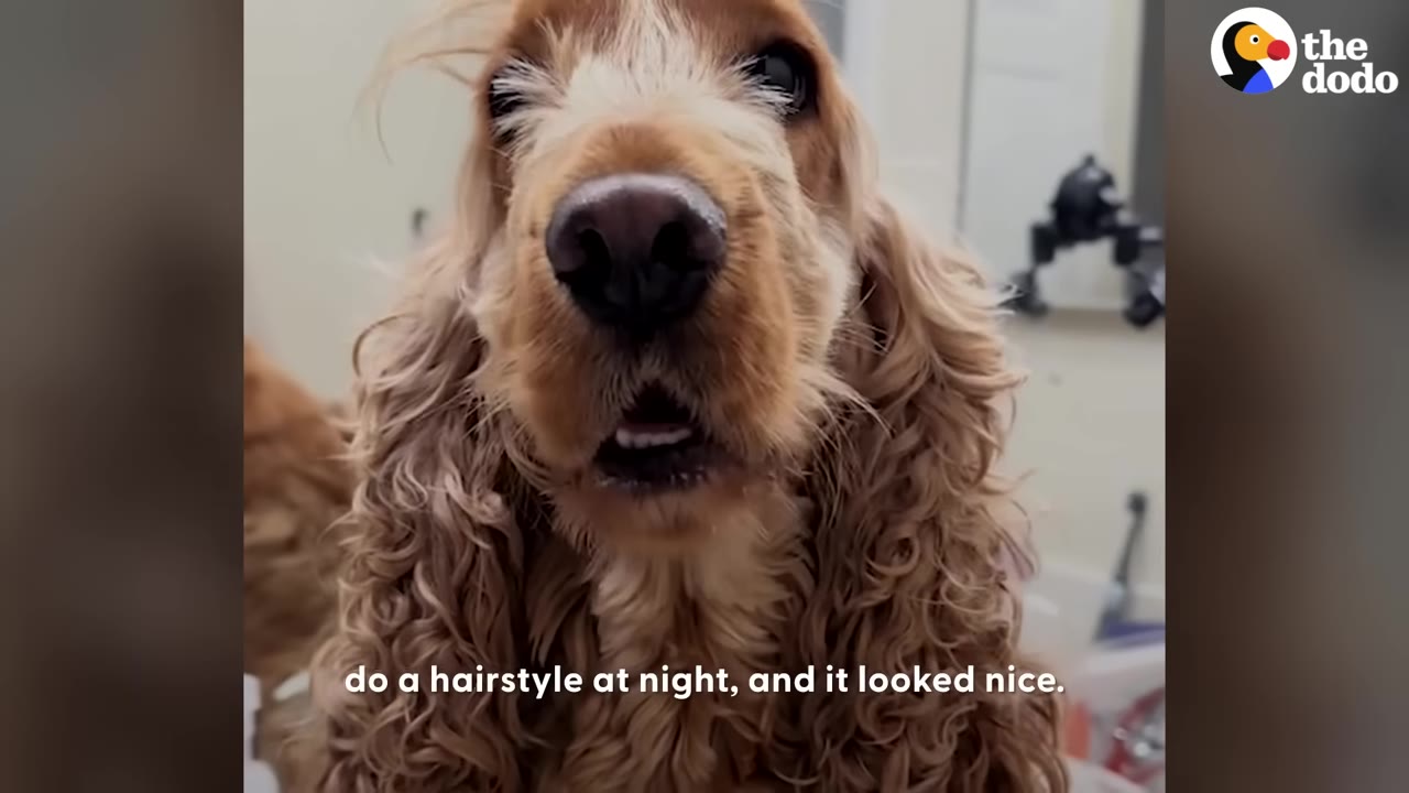 A close-up of a cocker spaniel with long, wavy golden fur looking directly at the camera.