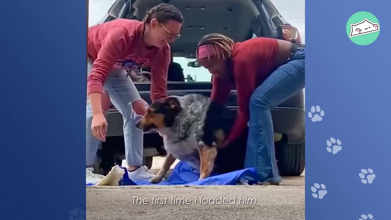 Two women carefully helping a large, tri-color dog into the back of an SUV.