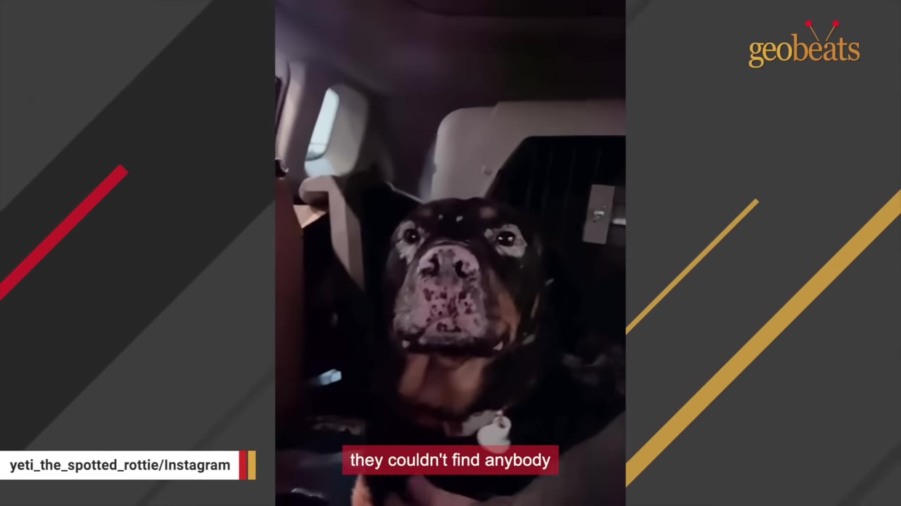 A close-up of a black and tan dog with white vitiligo spots around its eyes and snout, sitting inside a vehicle.