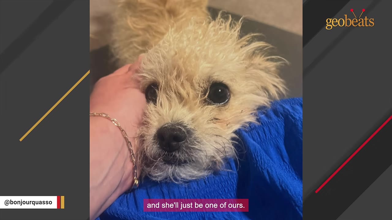 A close-up of a small, scruffy light-brown dog looking up with large dark eyes as a hand gently pets its head.