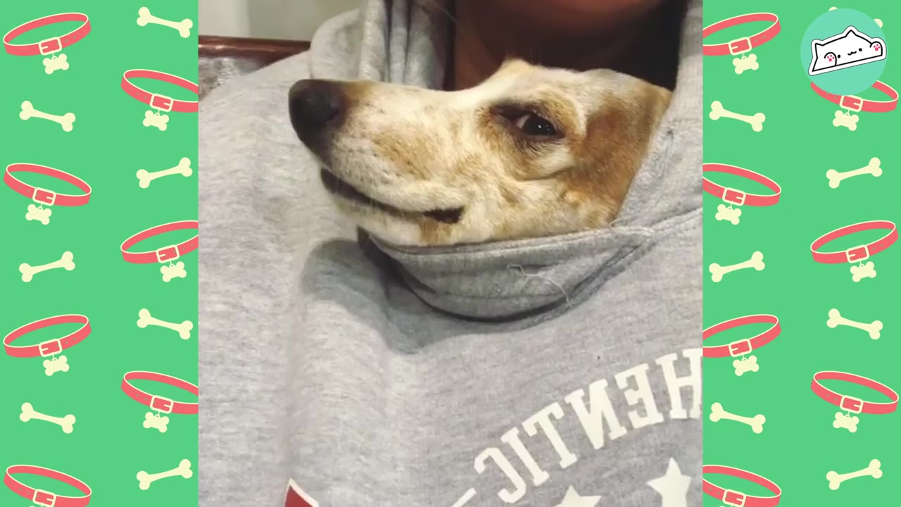 A small brown and white dog peeks its head out of the collar of a grey hooded sweatshirt.