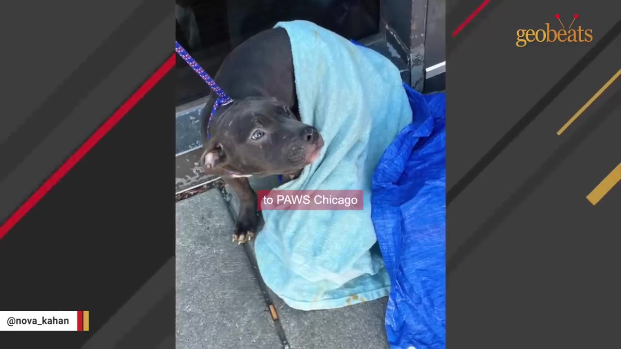 A dark-colored pit bull wrapped in a light blue towel looks up while standing on a sidewalk next to a blue tarp.