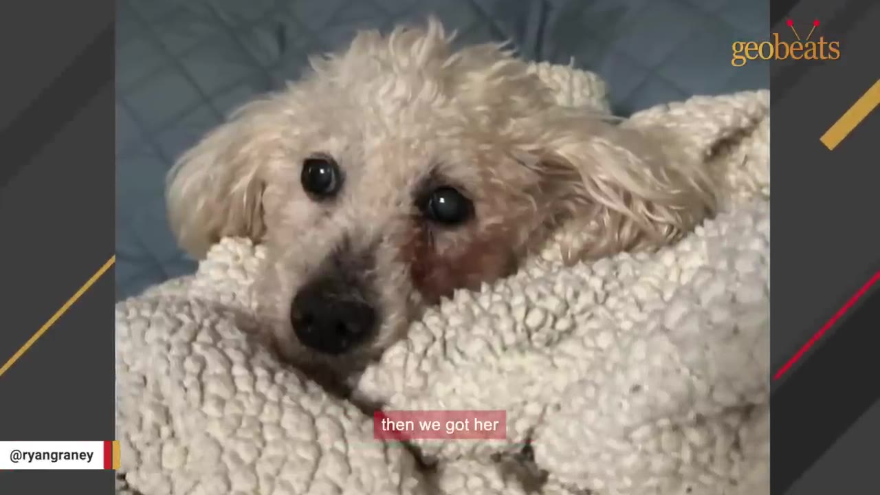 A close-up of a small, white, senior poodle-mix dog wrapped snugly in a textured beige blanket, looking directly at the camera with dark, soulful eyes.