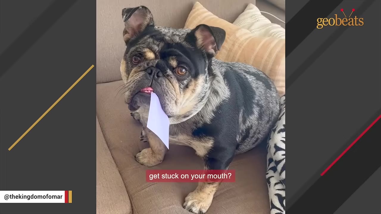A brindle French bulldog sits on a brown couch with a piece of white paper stuck to his tongue.