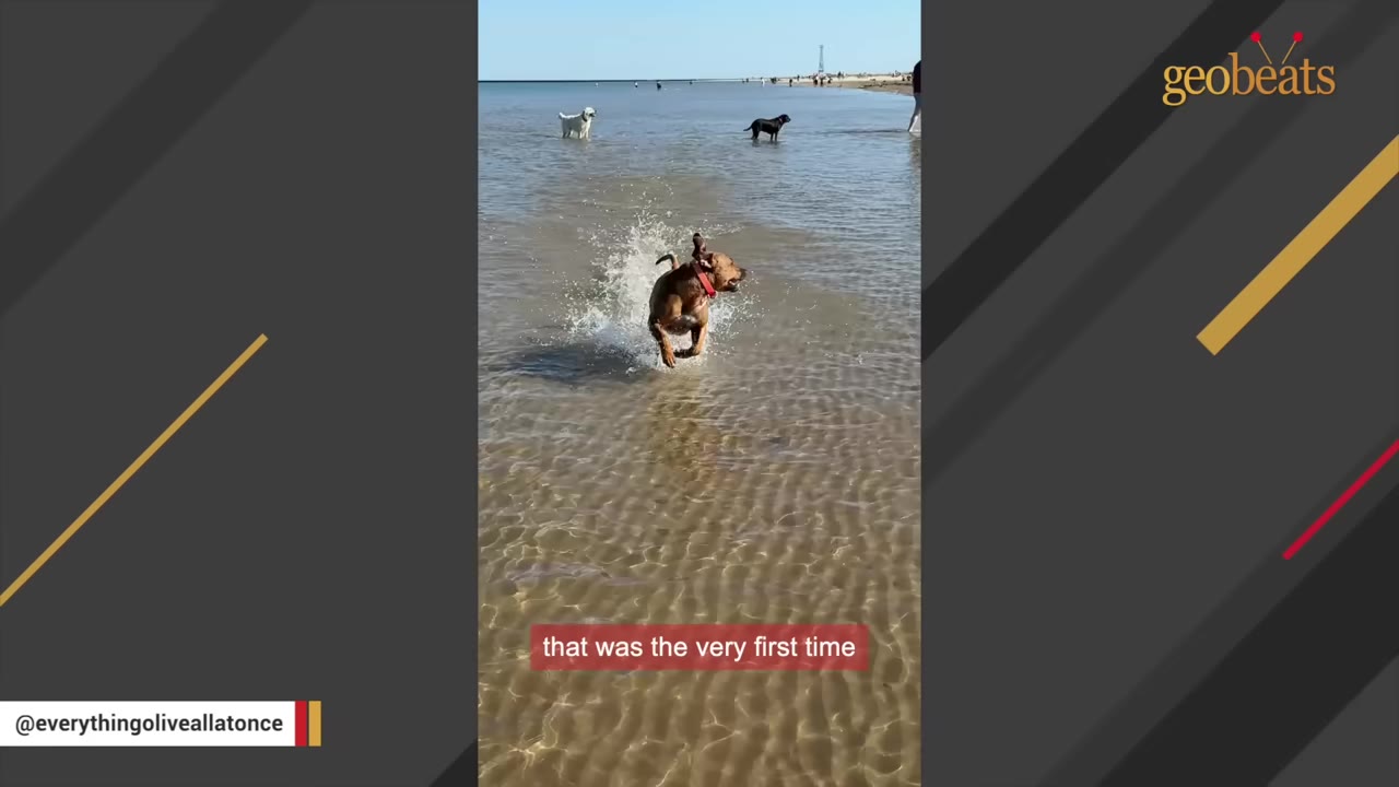 A brown dog with a red collar runs joyfully through shallow ocean water, splashing as it moves towards the camera.