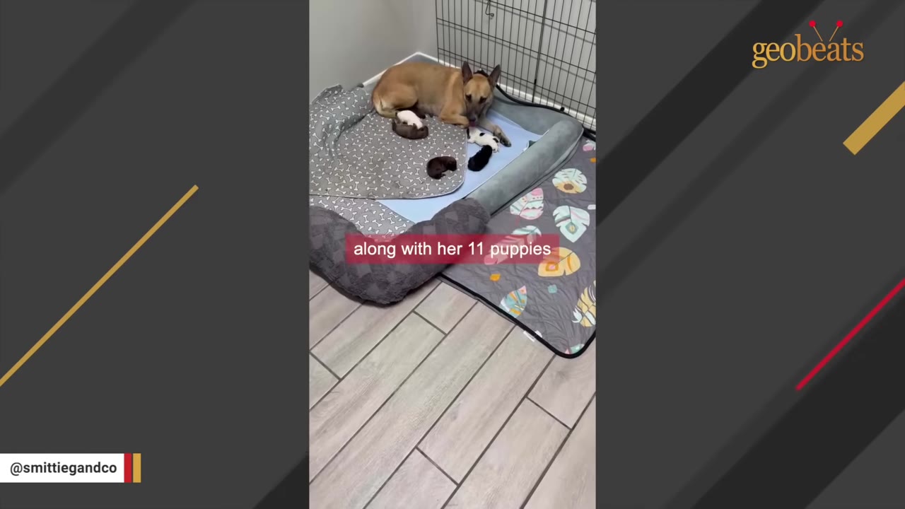 A tan dog lies on a grey dog bed inside a house, surrounded by several small puppies.