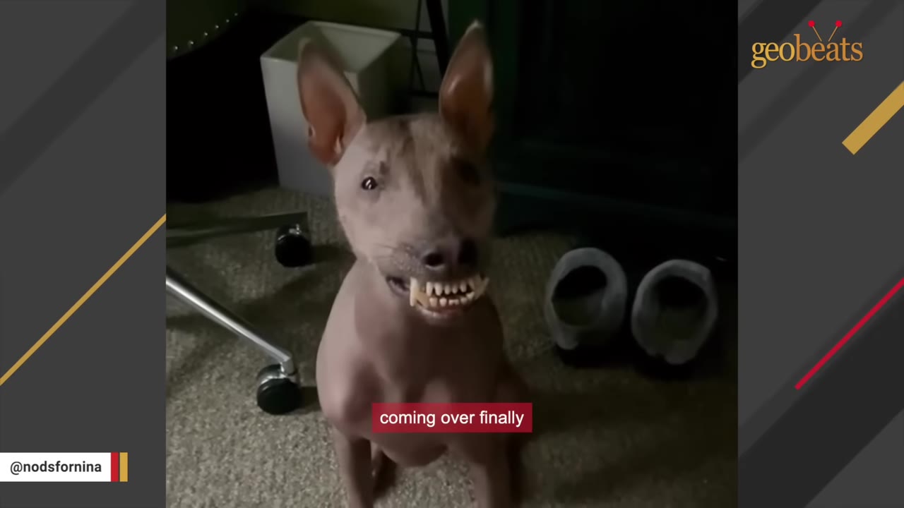 A hairless dog stands on a carpeted floor in a dimly lit room next to a pair of slippers, looking up with its teeth showing.