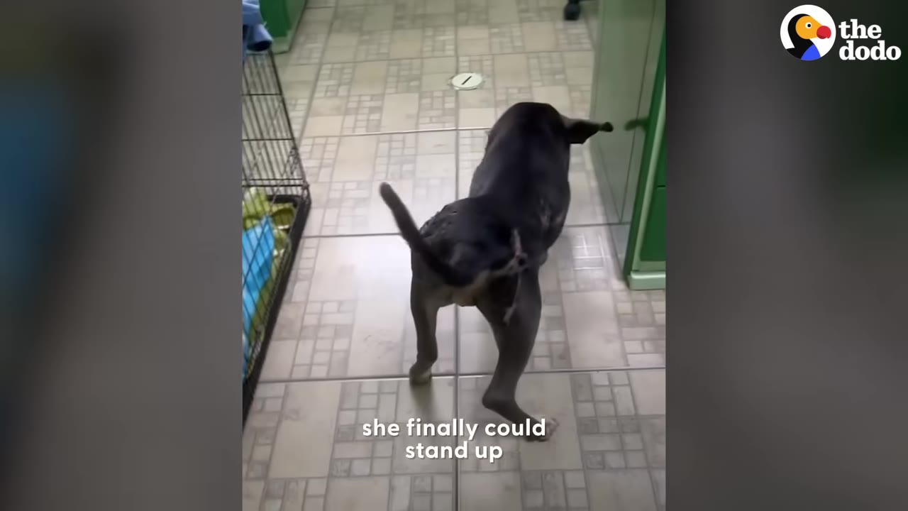 A dark-colored dog standing on its hind legs on a tiled floor, seen from behind as it takes a step.