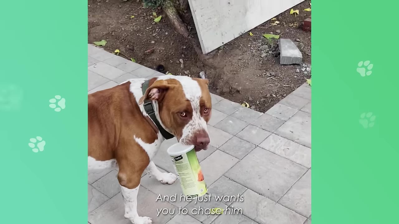 A brown and white dog looking back over its shoulder while holding a green canister in its mouth on a paved patio.