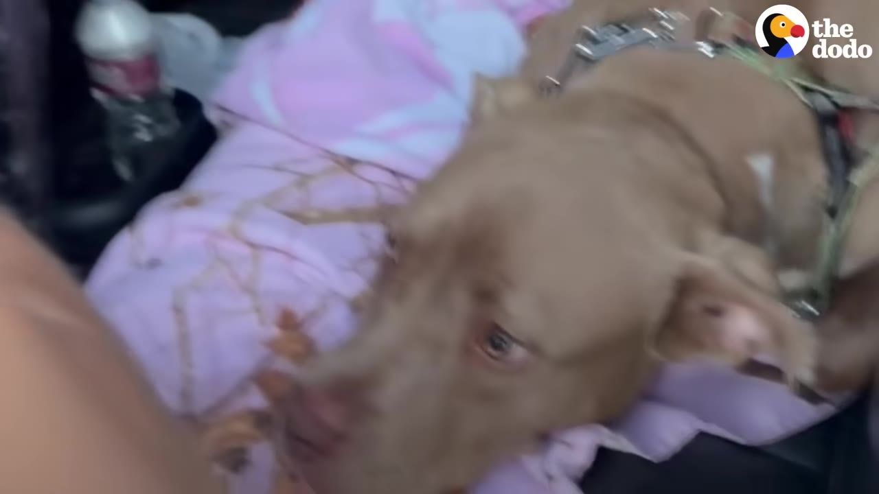 A tan dog wearing a harness lies on a pink blanket in the back of a car, looking anxious.
