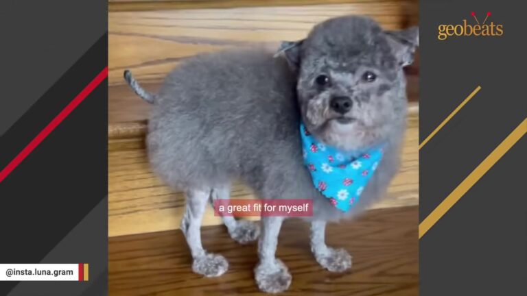 Texas Dog Was Deemed Useless By Her Breeder, Then Her New Family Discovered Her Unexpected Talent