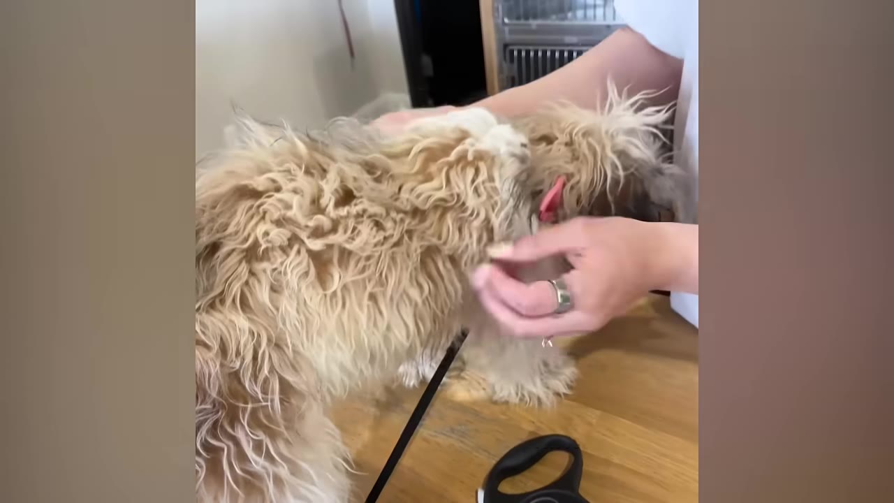 A close-up shot of a person's hands gently parting and examining the matted, scruffy fur of a small tan and white dog.