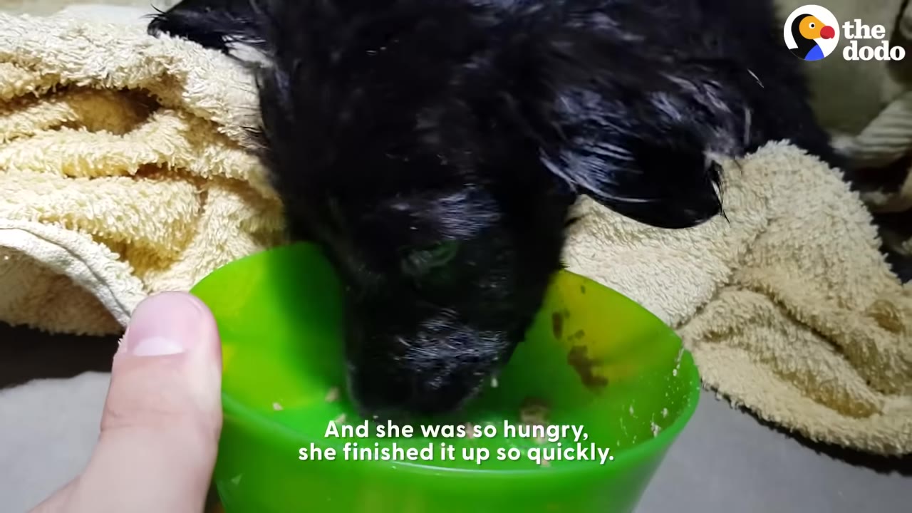 A small black puppy eating food from a bright green bowl held by a person's hand.